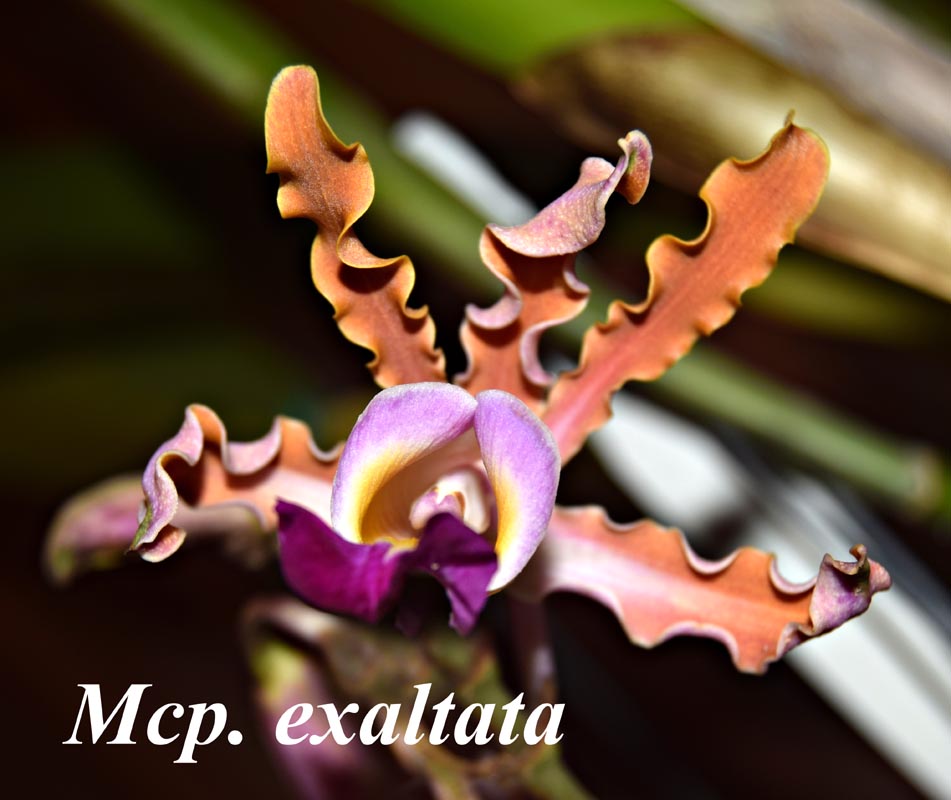 Mcp. exaltata - 4" pot